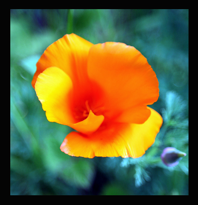 California Poppy in my garden today