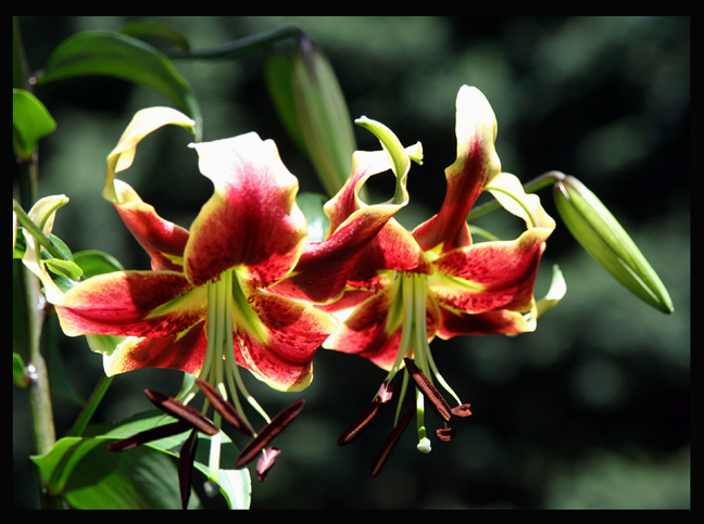 Lily close up