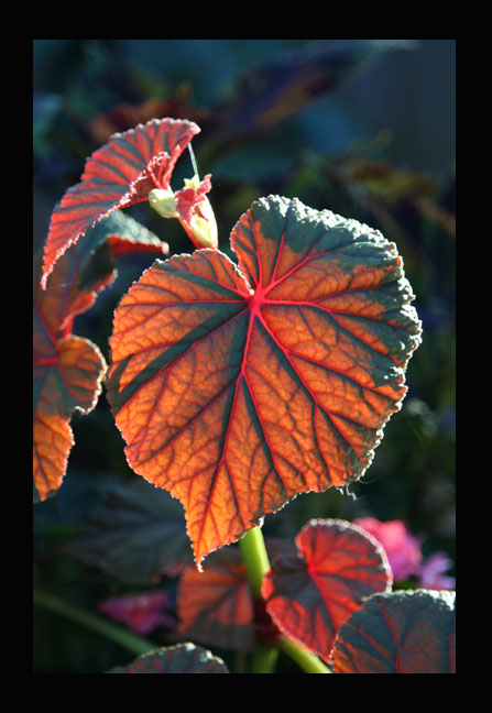 Beautiful Begonia