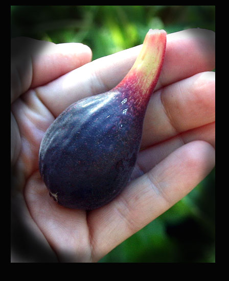 Inspirational Fig!
