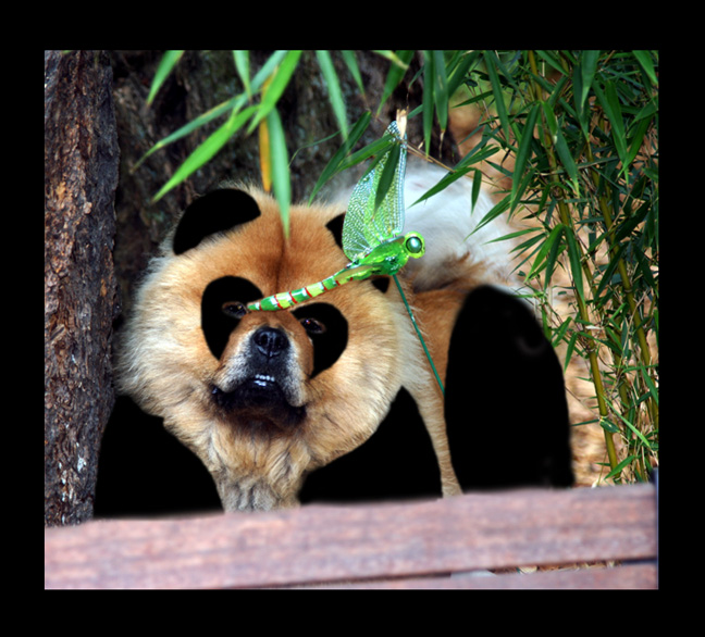 Lillian the Panda wannabe!