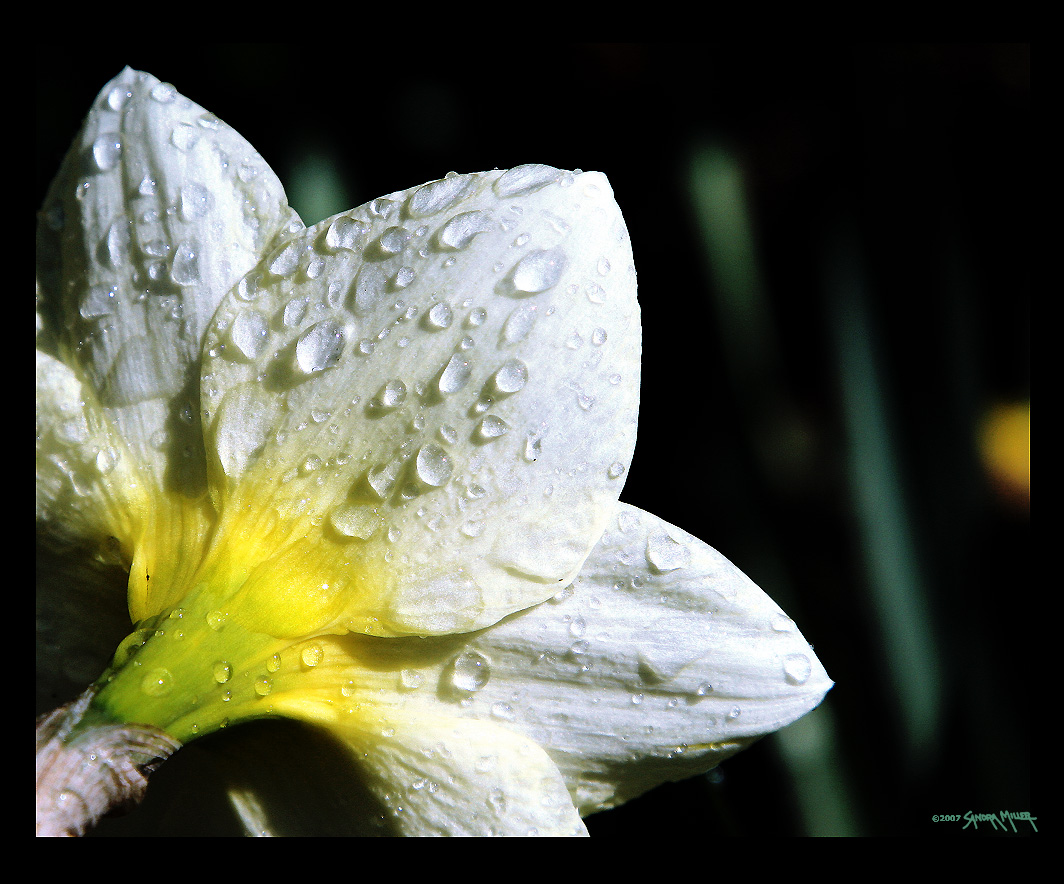 TAKEN IN THE GARDEN YESTERDAY