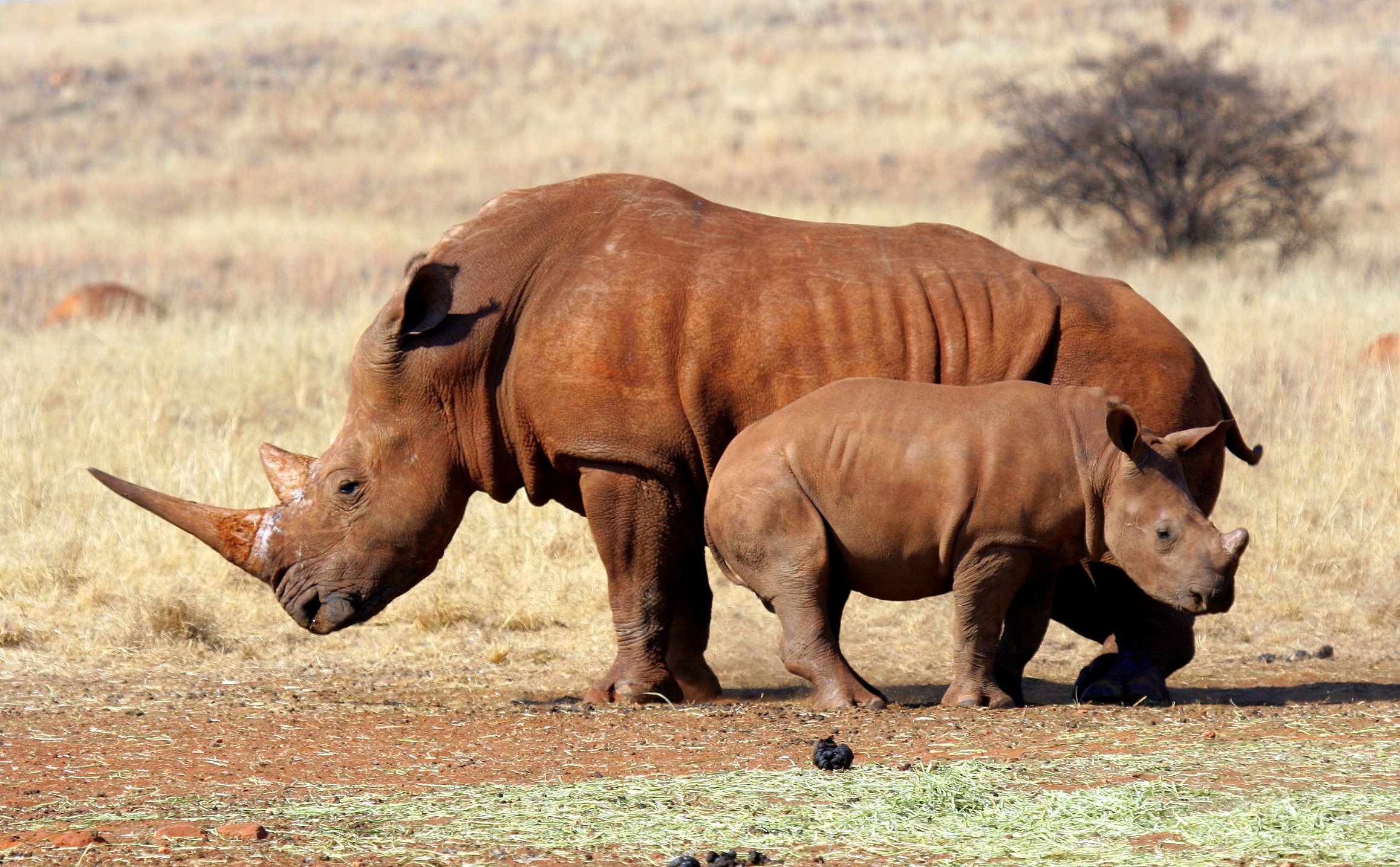 RHINO MOM AND BABY