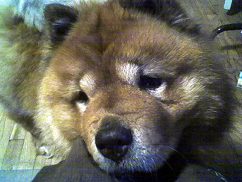 megphonecam.jpg