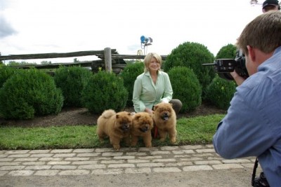 puppies-and-the-paparazzi