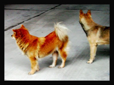 vietnamchow STREET DOGS IN ASIA WITH STRAIGHT REAR/BLUE TONGUE