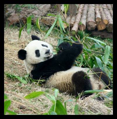 pandaback pandaback