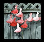 A GARDEN STROLL…and Memorial Day wishes