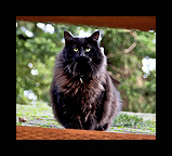CAT ON A COLD MOSSY ROOF…Barklay returns!!