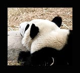 CHENGDU PANDA BASE…some amazing photos for my book!!