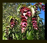 ADVENTURES IN THE GARDEN…and new designs in the store