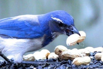 BLUE JAYS IN THE GARDEN TODAY BLUE JAYS IN THE GARDEN TODAY