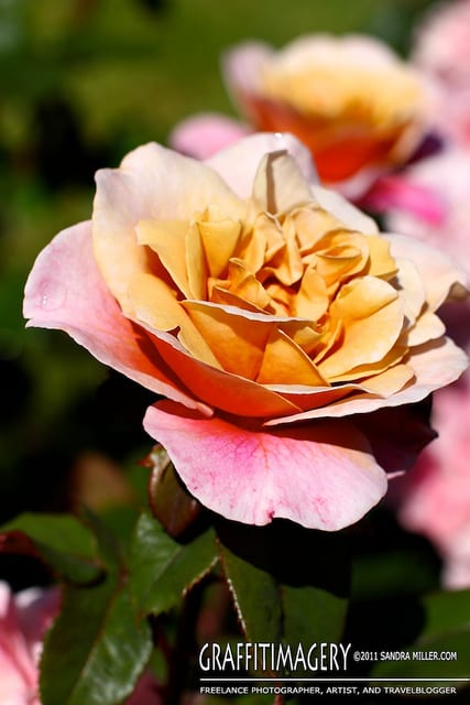 A moring stroll at the Portland Oregon International Test Rose Gardens
