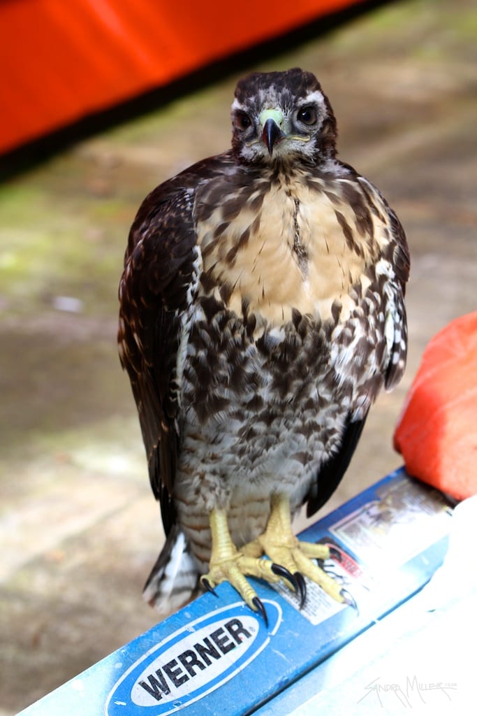 hawk 2040