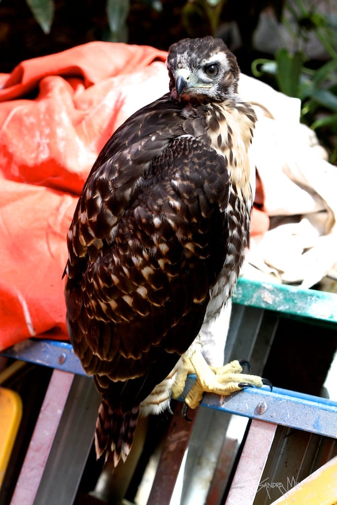 hawk 2044