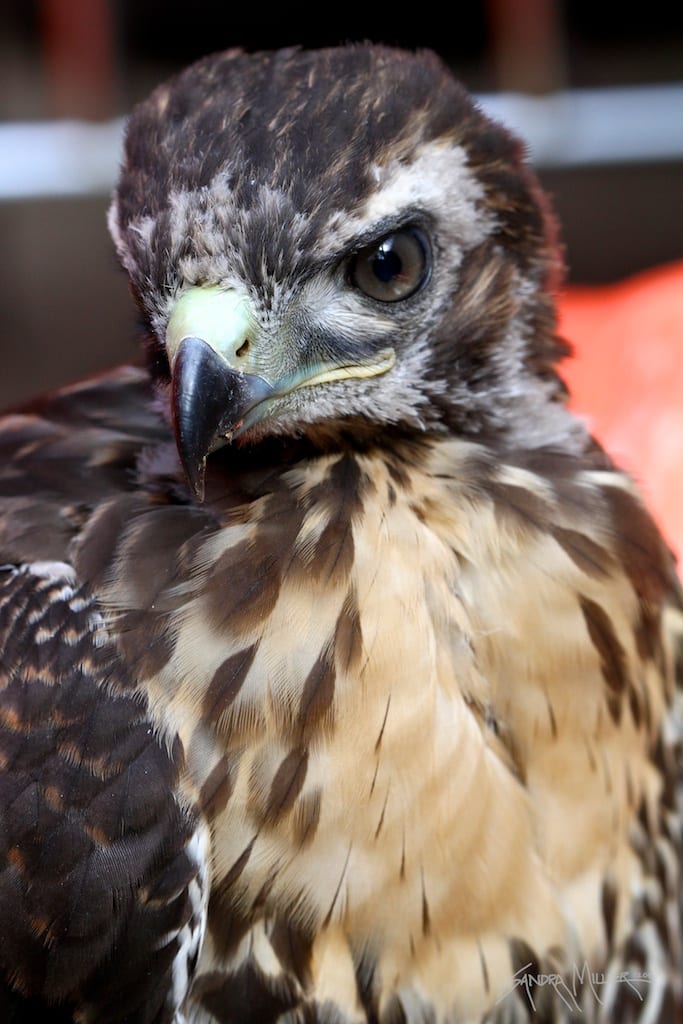 hawk 2045