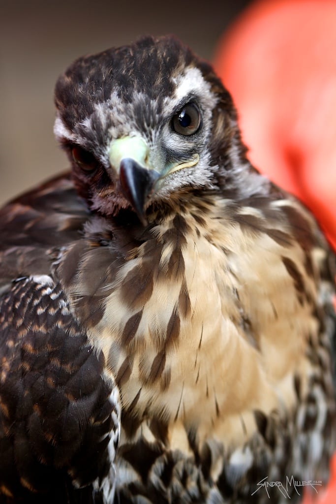 hawk 2046