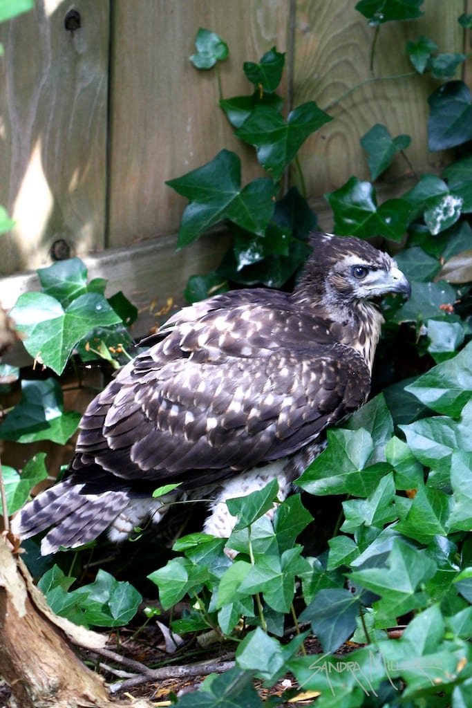 hawk 2048