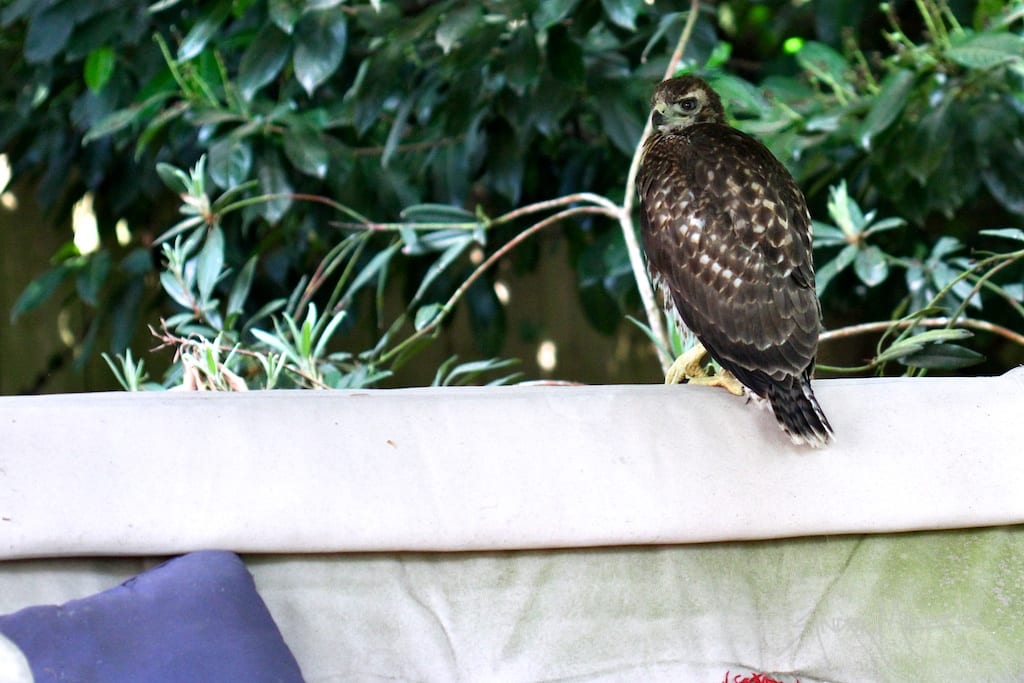 A fledgling hawk makes him home in my yard