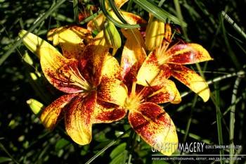 Garden, July 3, 2011  2284