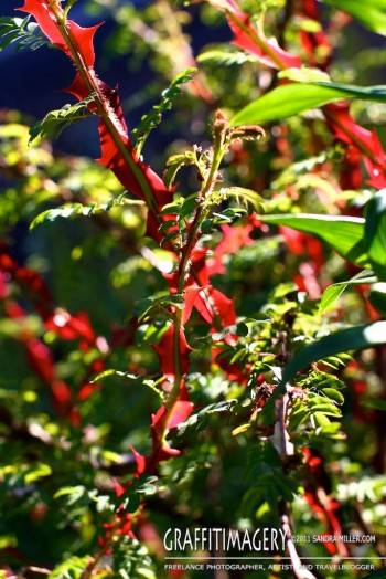 Garden, July 3, 2011  2286