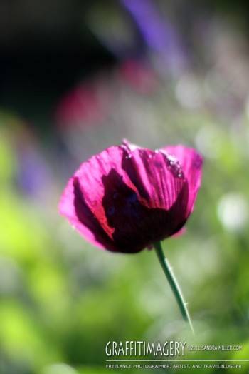 In the garden 7/3/11