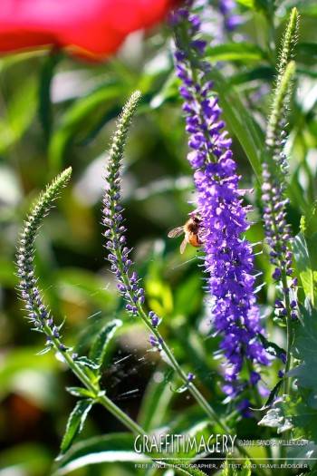 In the garden 7/3/11