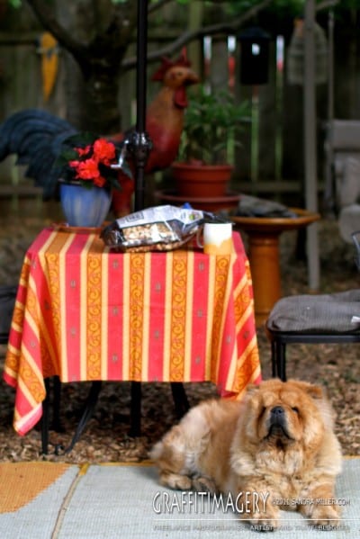 Gracie under my new Provence tablecloth