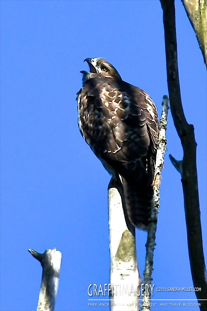 One of our baby Red Tail Hawks resting in a dead poplar tree next to our lot