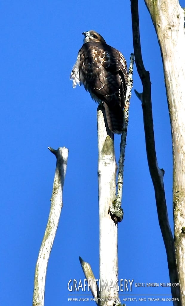 One of our baby Red Tail Hawks resting in a dead poplar tree next to our lot