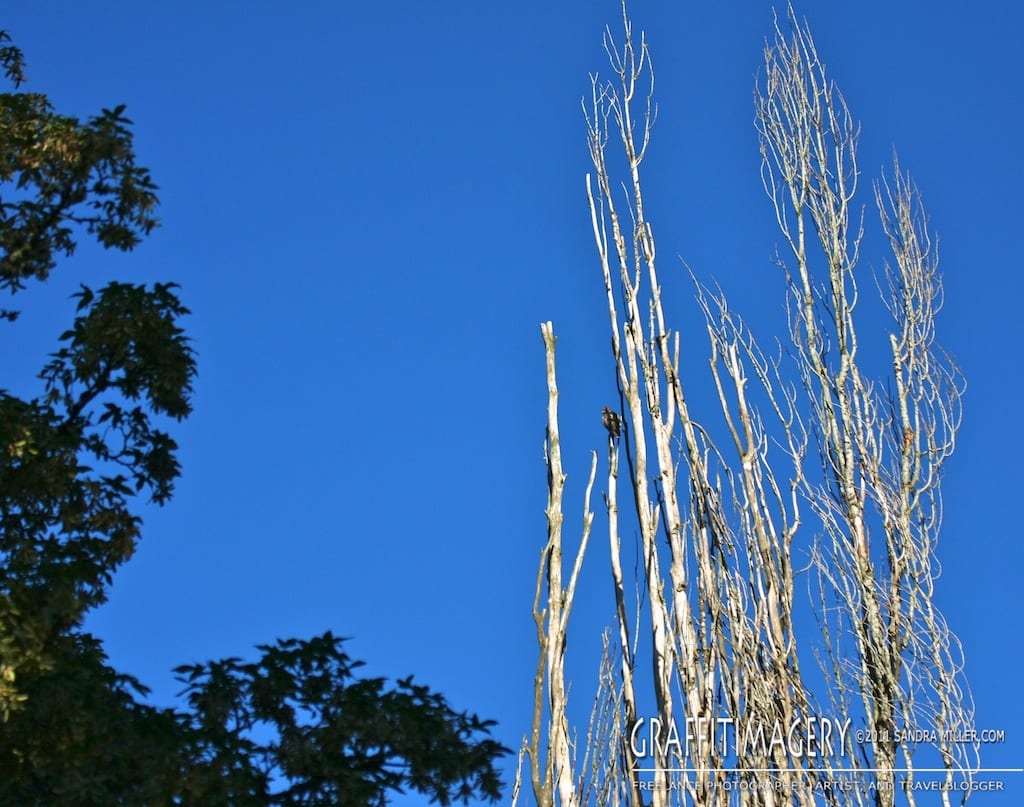 One of our baby Red Tail Hawks resting in a dead poplar tree next to our lot