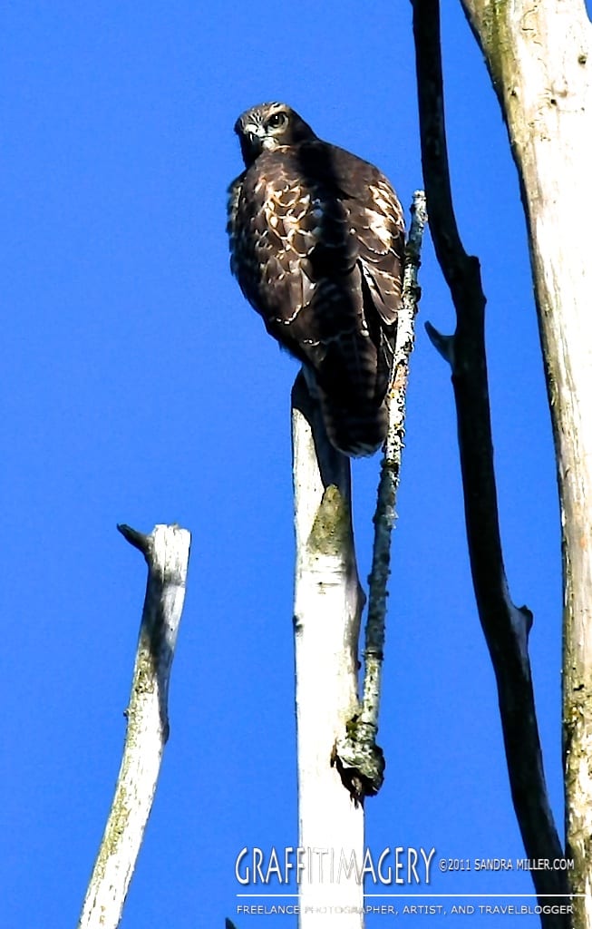 One of our baby Red Tail Hawk resting in a dead poplar tree next to our lot