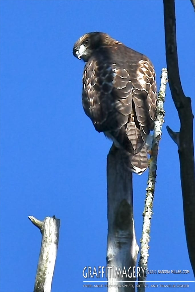 One of our baby Red Tail Hawk resting in a dead poplar tree next to our lot