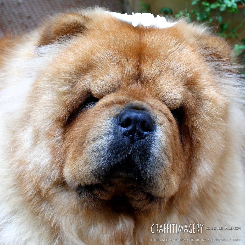 Freshly Bathed, July 2011