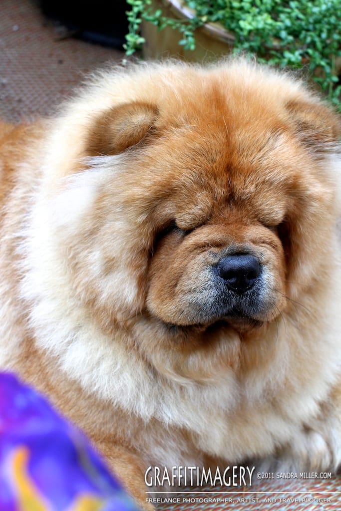 Freshly Bathed, July 2011