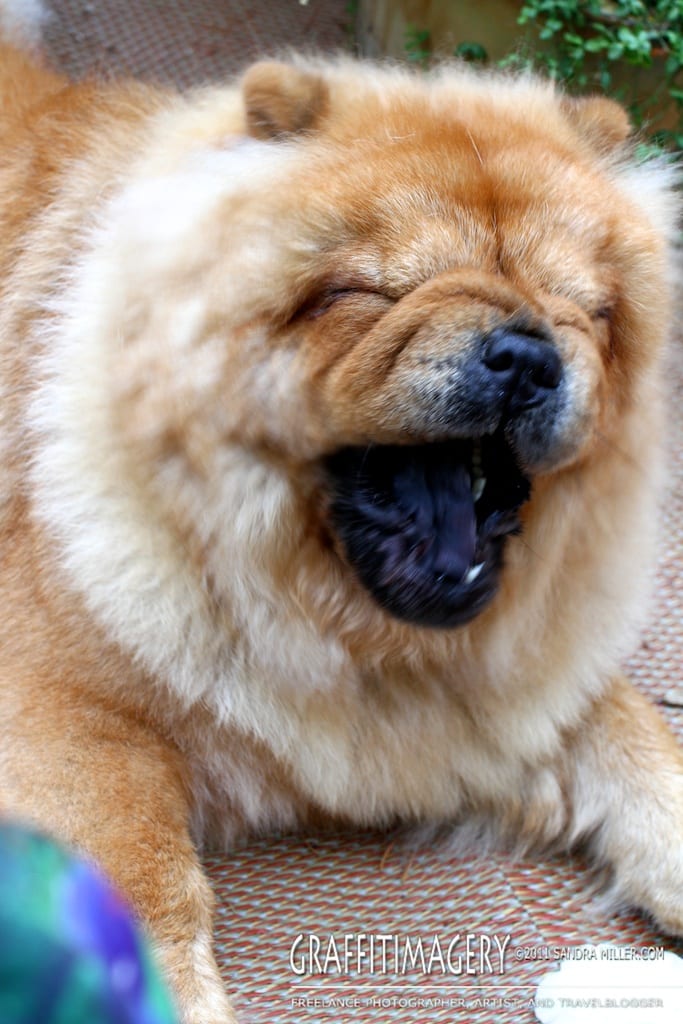 Freshly Bathed, July 2011
