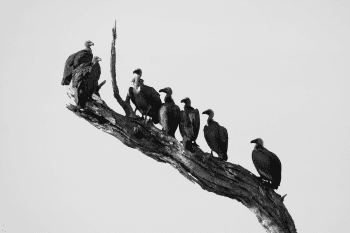 BOTSWANA VULTURES  3213